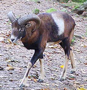 mufflon.jpg